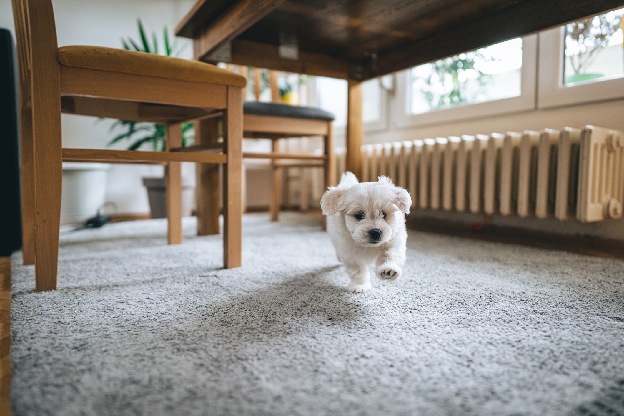 Puppy running on carpeted floor indoors.